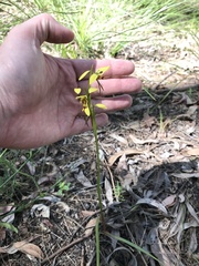 Diuris sulphurea