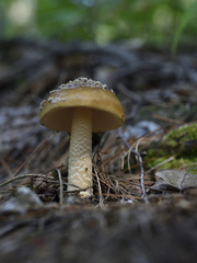 Amanita variicolor