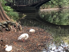 Anser anser domesticus