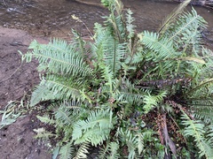 Blechnum