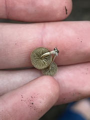 Simocybe