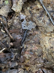 Desmognathus orestes