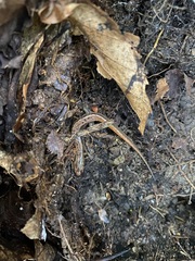 Desmognathus orestes