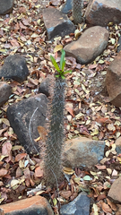 Pachypodium lamerei