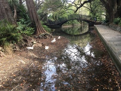 Anser anser domesticus