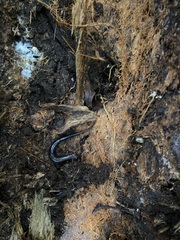 Desmognathus orestes