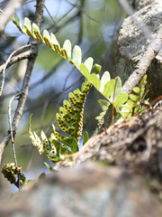 Polypodium virginianum