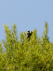 Hymenops perspicillatus