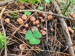 Cudonia circinans