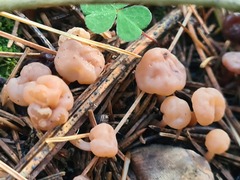 Cudonia circinans