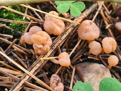 Cudonia circinans