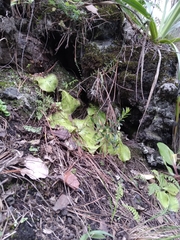 Pinguicula moranensis