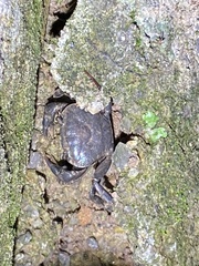 Aparapotamon grahami