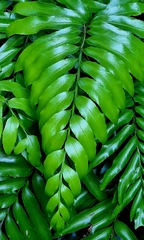 Asplenium oblongifolium