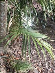 Rhopalostylis sapida