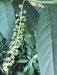 Phytolacca americana