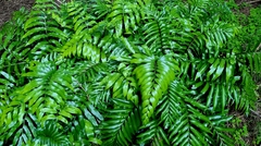 Asplenium oblongifolium