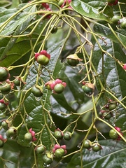 Clerodendrum cyrtophyllum