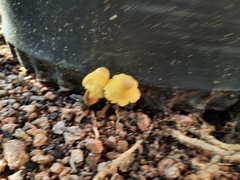 Leucocoprinus birnbaumii