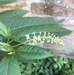 Phytolacca americana