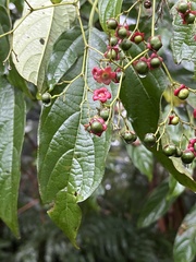Clerodendrum cyrtophyllum