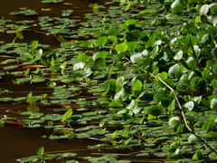 Limnobium laevigatum