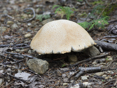 Gyroporus cyanescens
