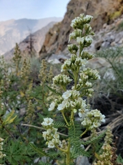 Chamaebatiaria millefolium