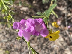 Agalinis fasciculata