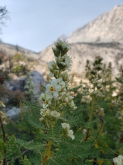 Chamaebatiaria millefolium