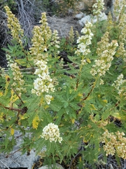 Chamaebatiaria millefolium