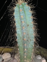 Cereeae