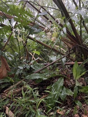 Calanthe triplicata