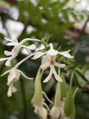 Calanthe triplicata