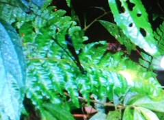 Psolodesmus mandarinus