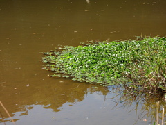 Limnobium laevigatum