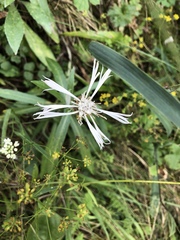 Centaurea triumfettii