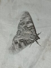Acronicta megacephala