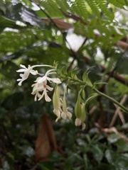 Calanthe triplicata