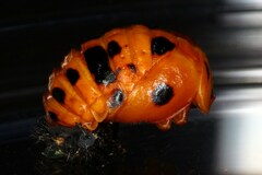 Harmonia vigintiduomaculata