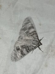 Acronicta megacephala