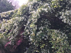 Loropetalum chinense