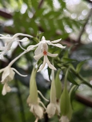 Calanthe triplicata