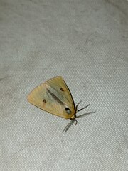 Diacrisia sannio