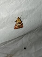 Pyrausta ostrinalis