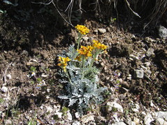 Jacobaea incana