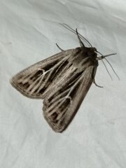 Mythimna velutina
