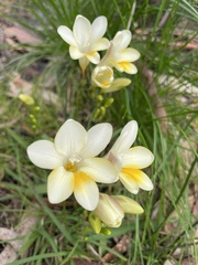Freesia