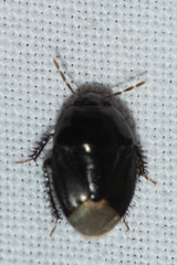 Pangaeus bilineatus