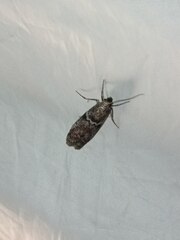 Laodamia faecella